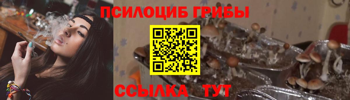 Псилоцибиновые грибы Cubensis Коммунар